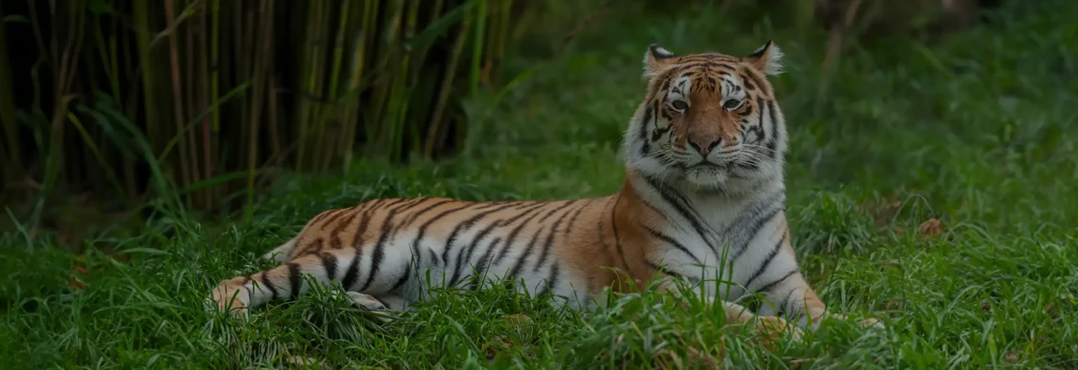 odisha tiger reserve