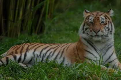 odisha tiger reserve