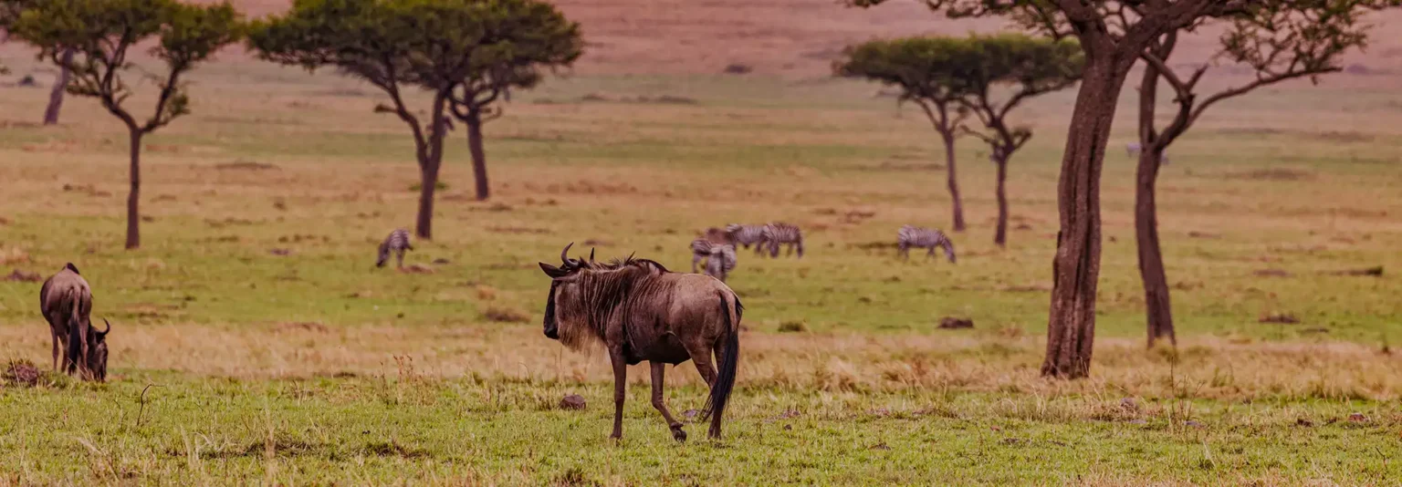 africa safari