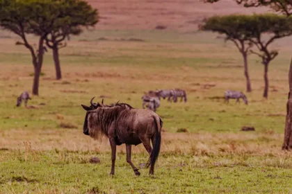 africa safari