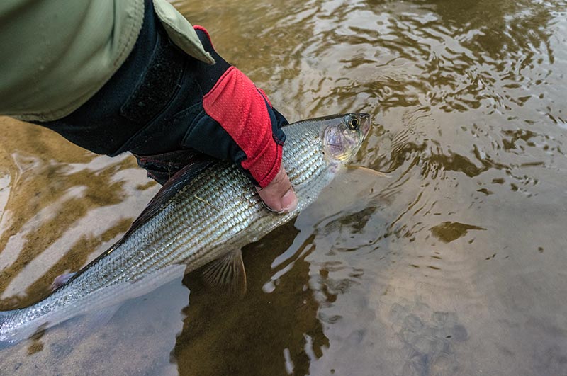 angling in subansiri