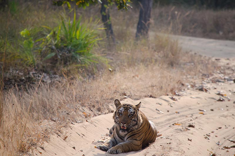 bandhavgarj national park