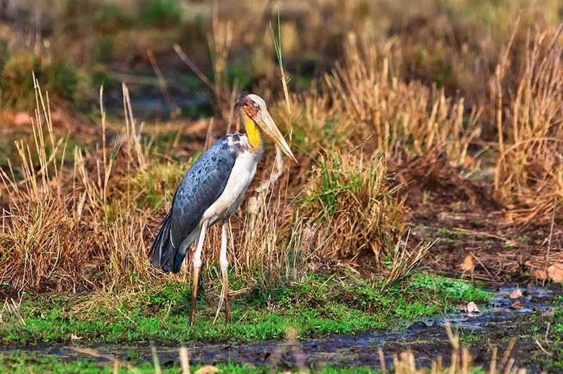 bandhvagarj national park