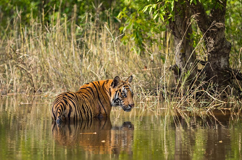 bandhavgarj national park