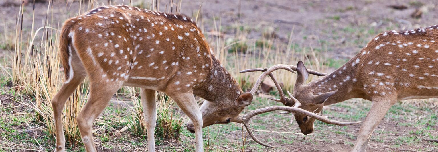 bandhavgarj national park