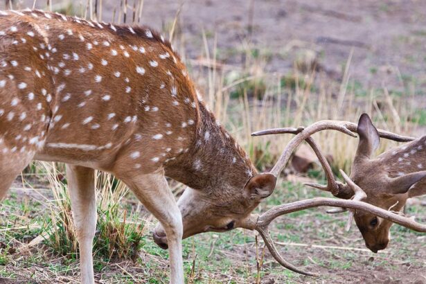 bandhavgarj national park