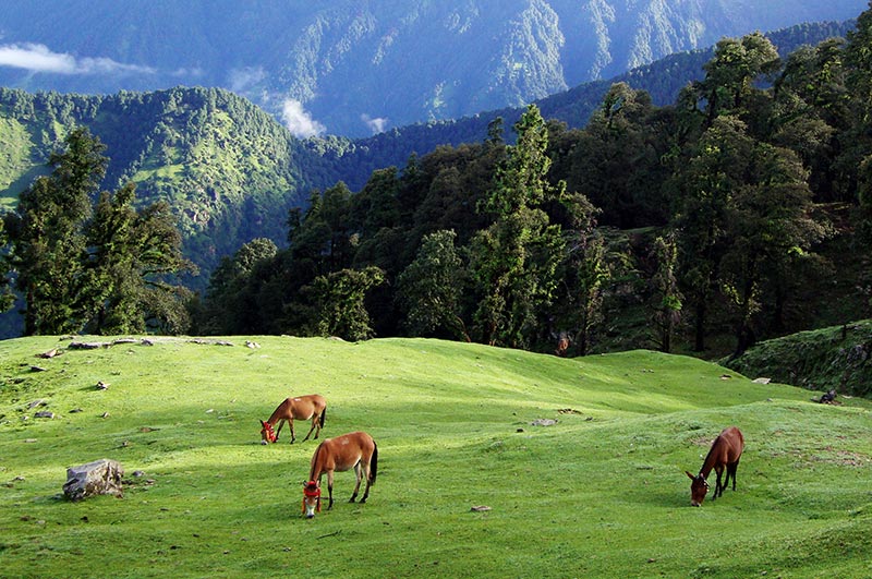 chopta