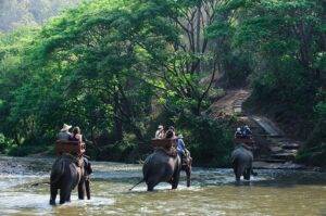 elephant safari