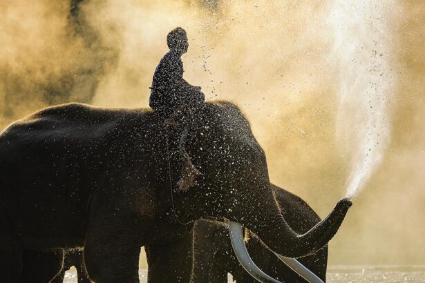 elephant safari