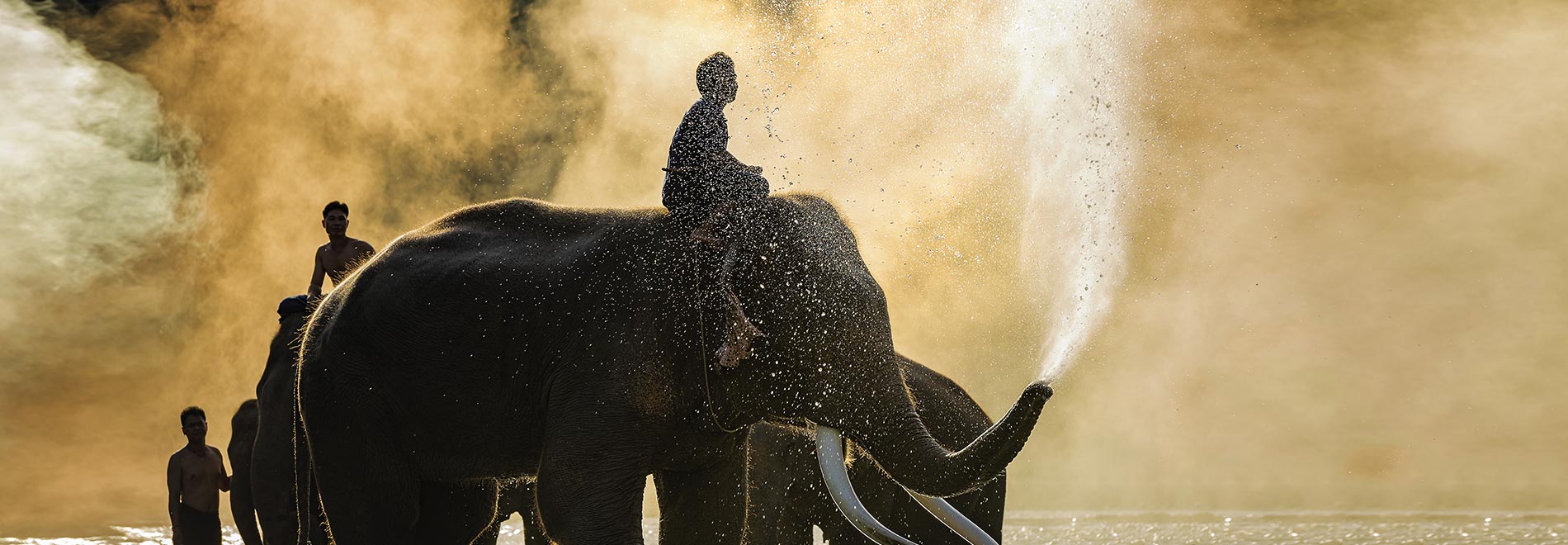 elephant safari