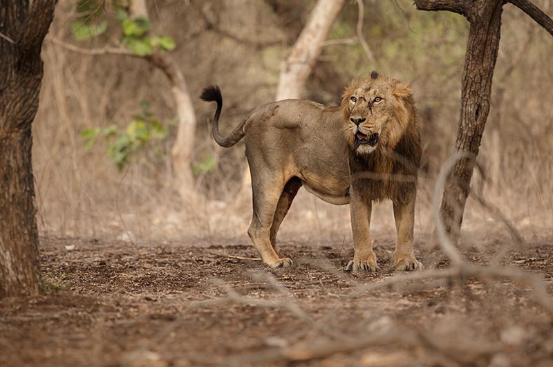 gir national park