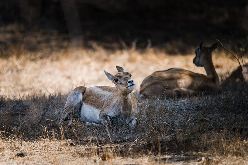 gir national park