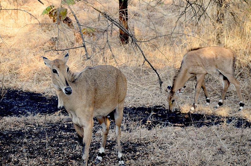 gir national park