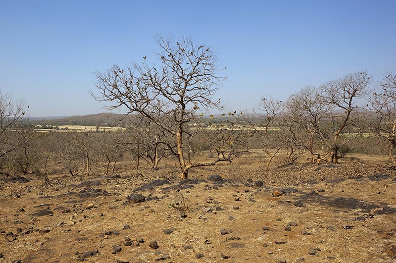 gir national park