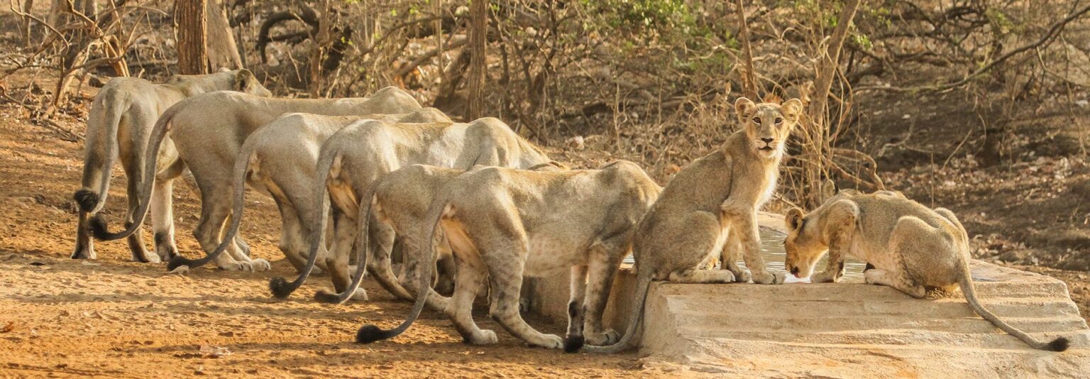 Gir National Park