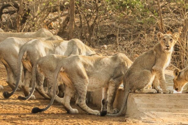 Gir National Park