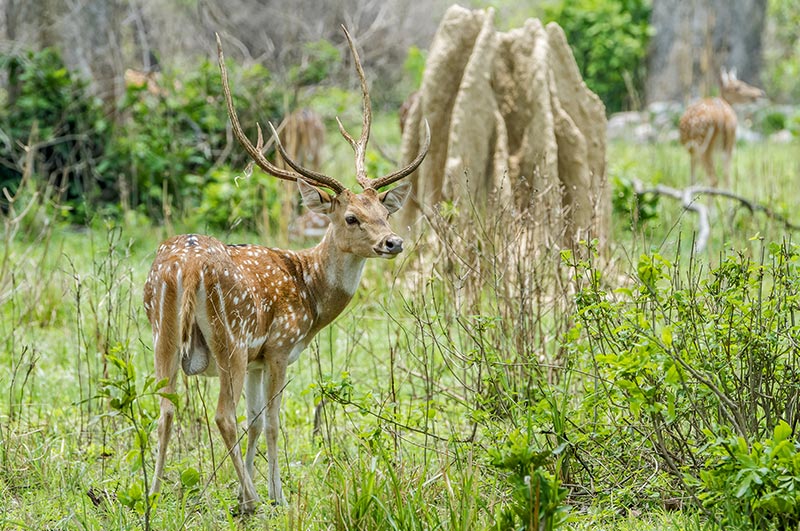 jim corbett