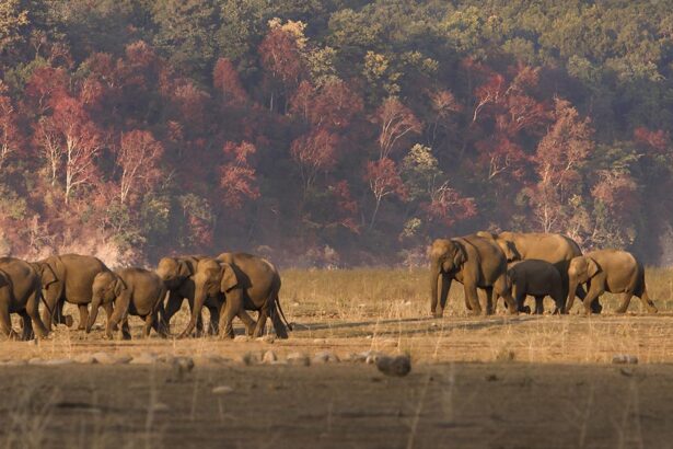 jim corbett national park