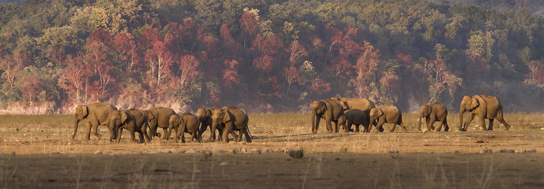 jim corbett national park