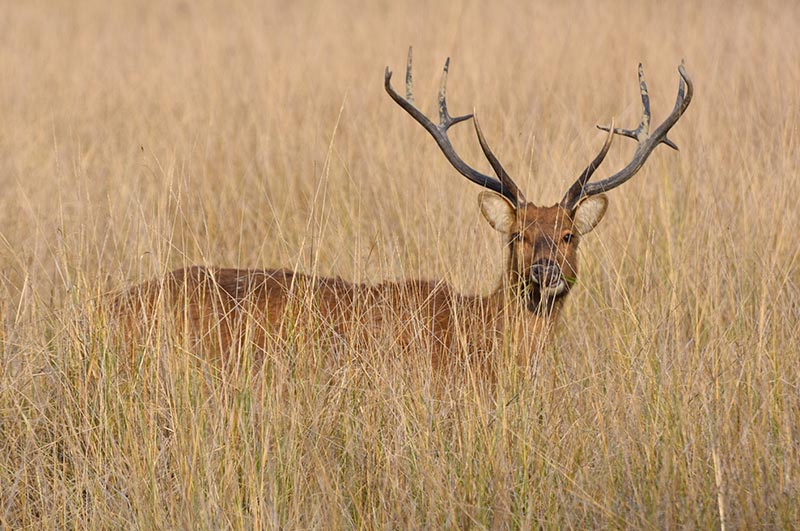 kanha national park