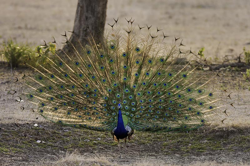 kanha national park