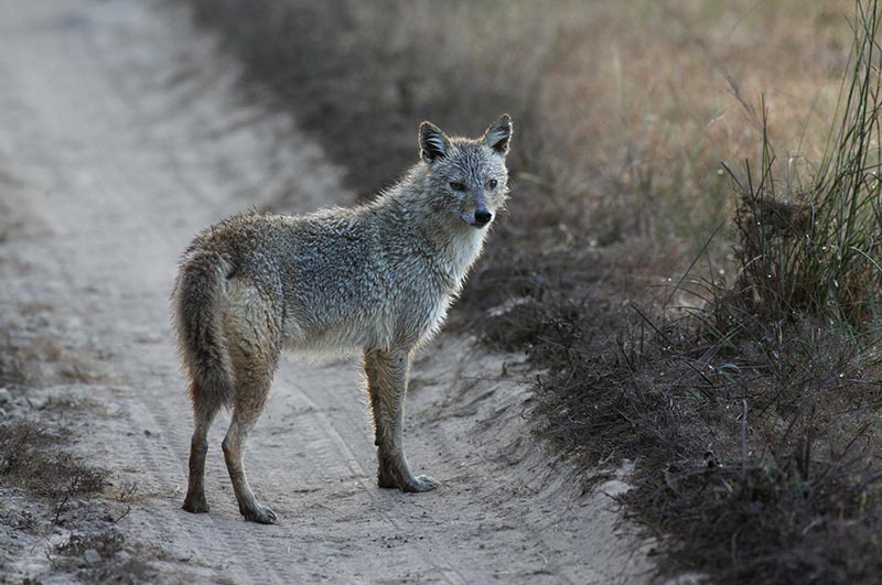 kanha national park