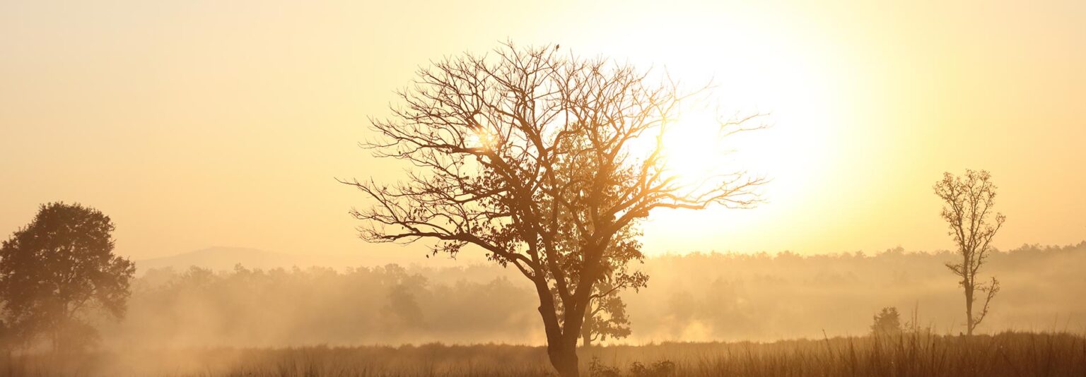 Kanha national park