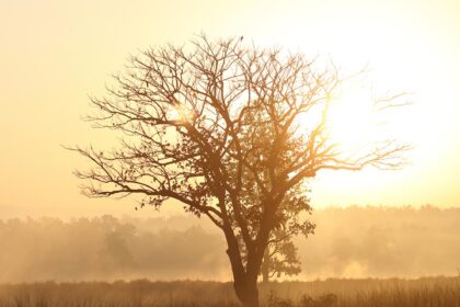 Kanha national park