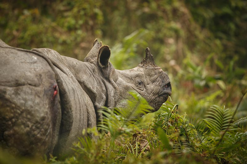 kaziranga national park