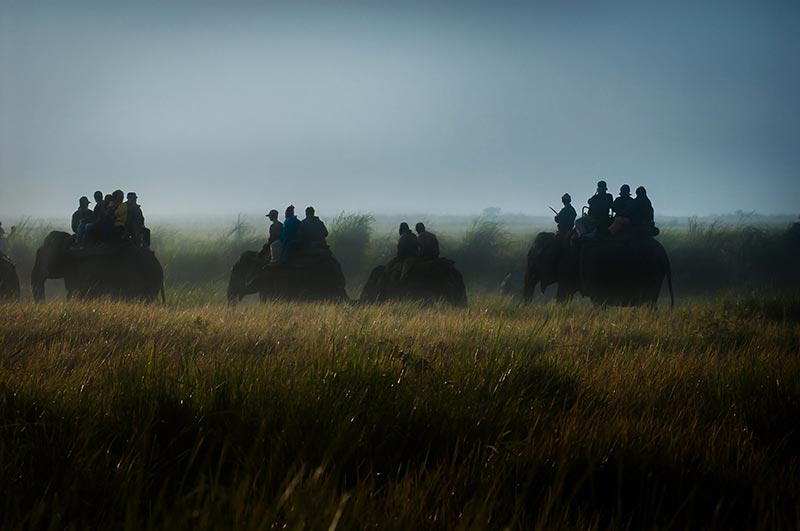 kaziranga national park