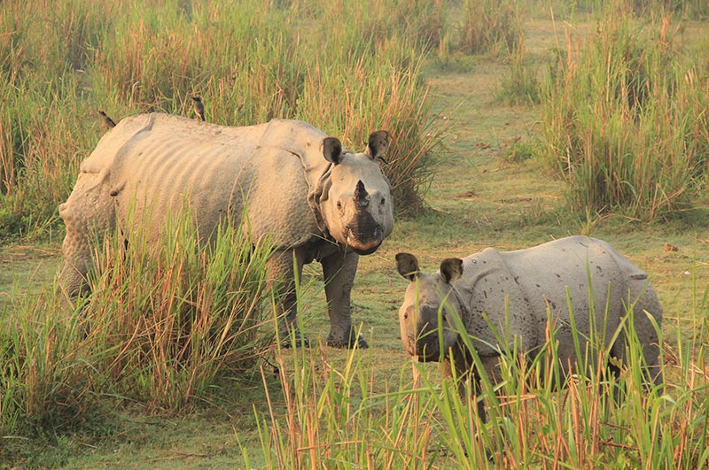 kaziranga national park