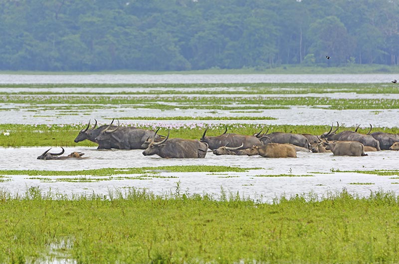 kaziranga national park