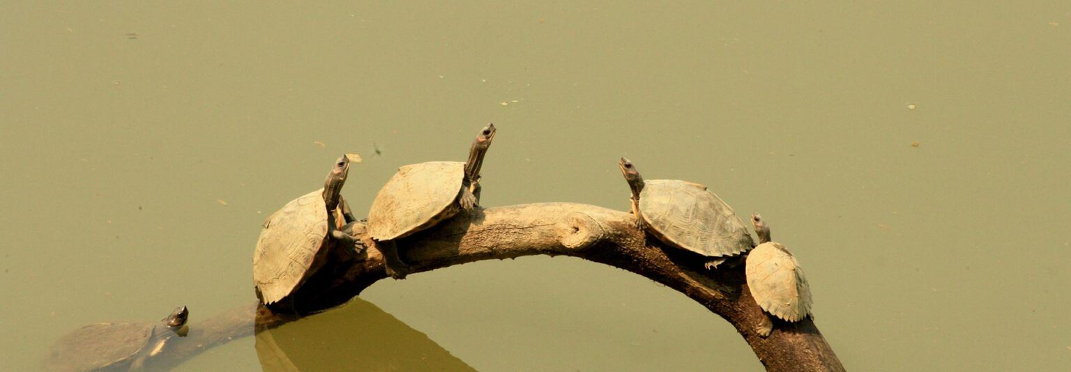 Kaziranga National Park