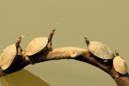 Kaziranga National Park