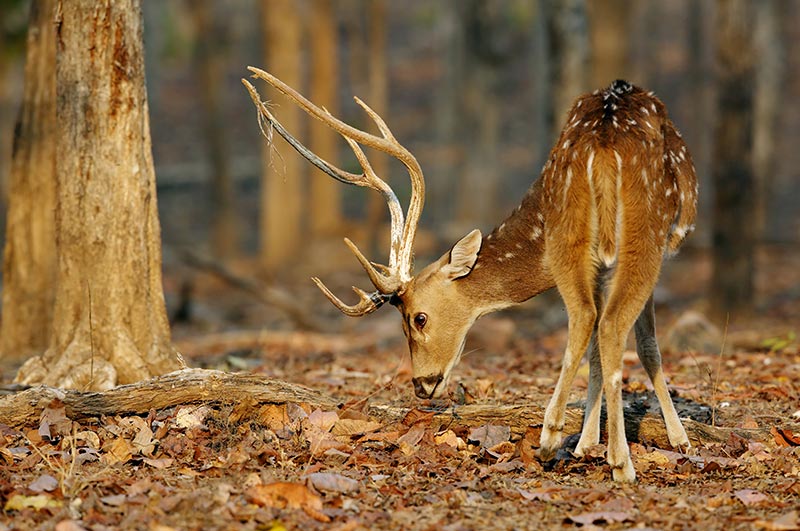 pench national park