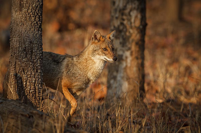 pench national park