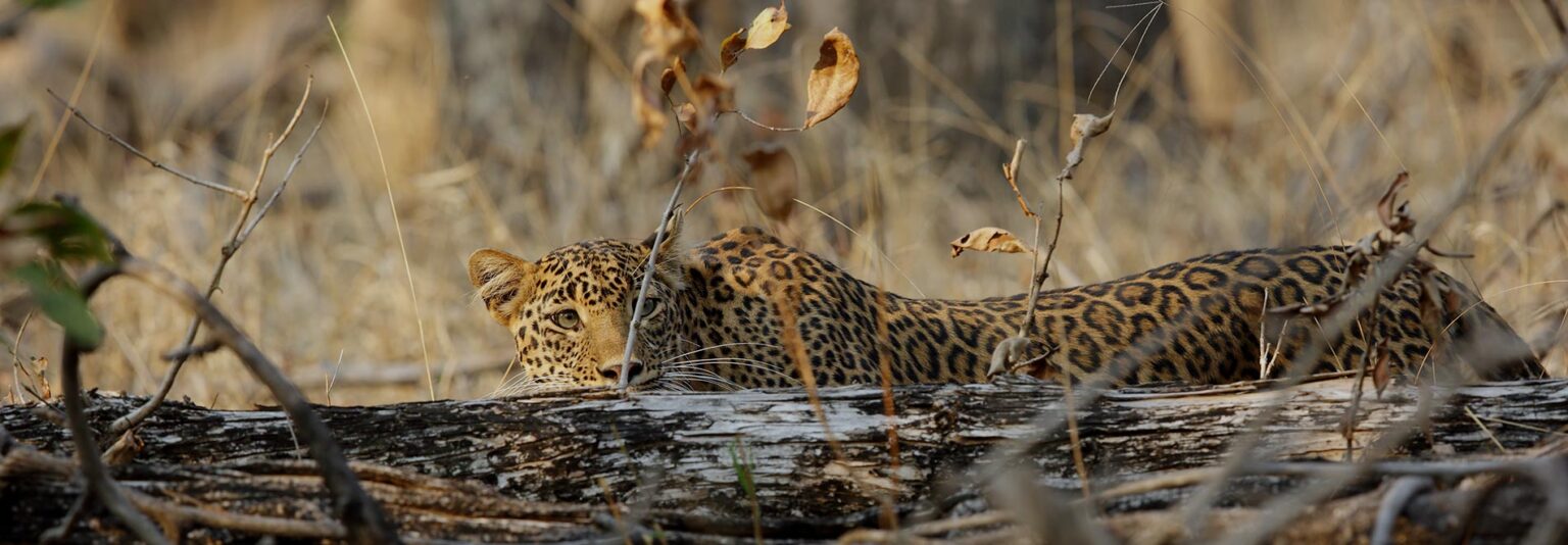 Pench National Park