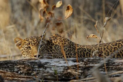 Pench National Park