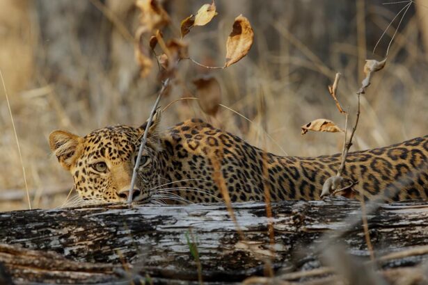 Pench National Park