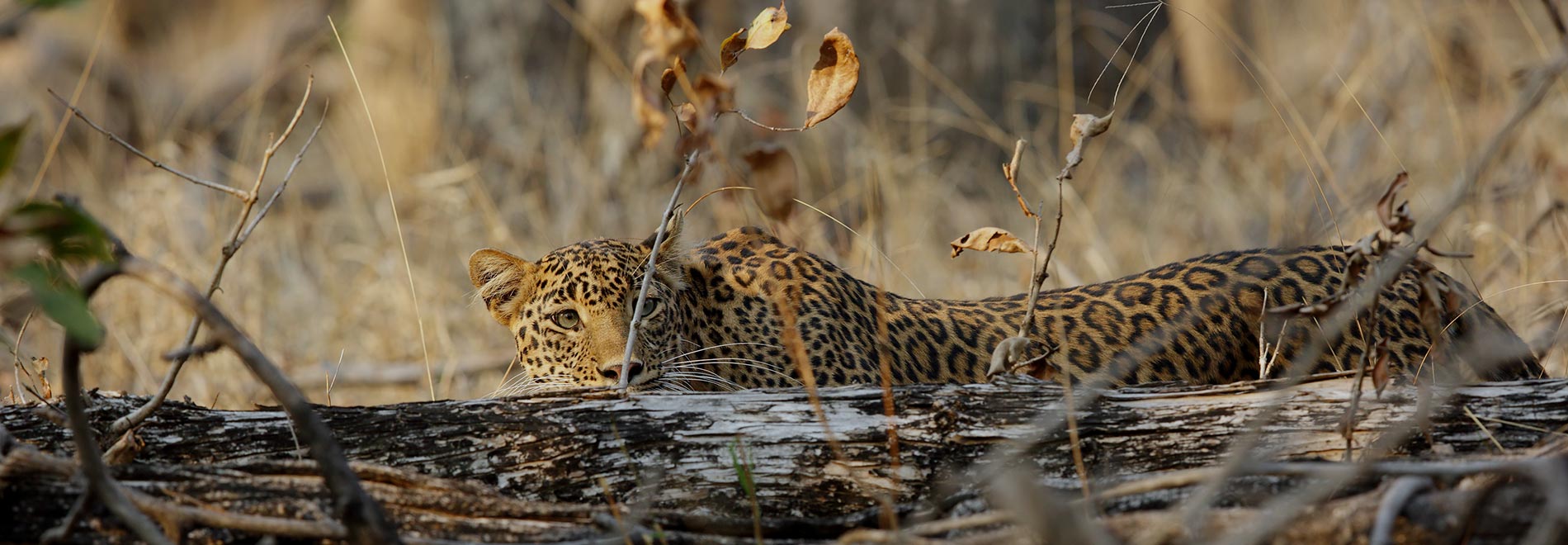 Pench National Park