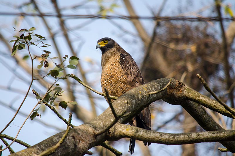 rajaji national park