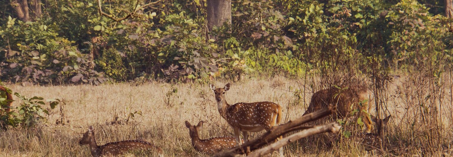 Rajaji National Park