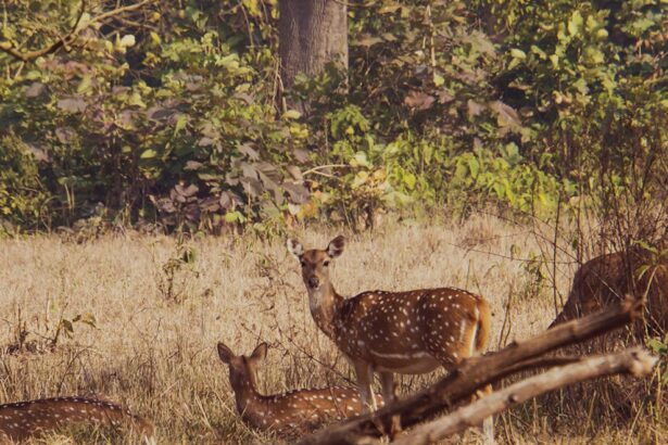 Rajaji National Park