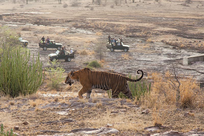 ranthambore national park