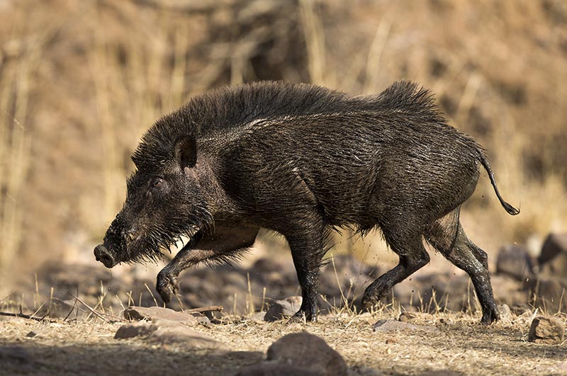 ranthambore national park