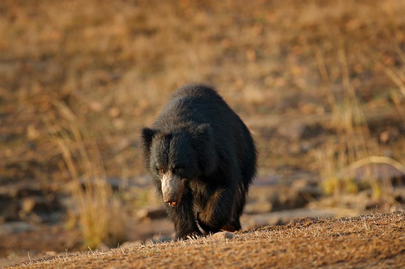 ranthambore national park