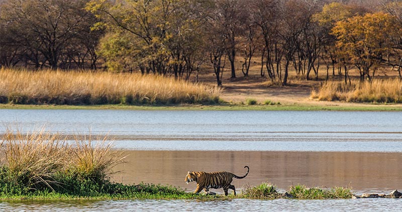 ranthambore national park