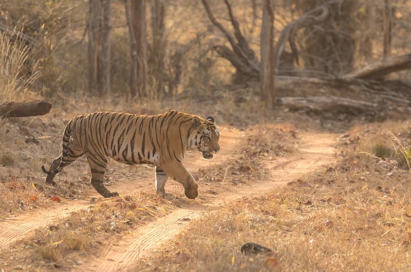 satpura national park