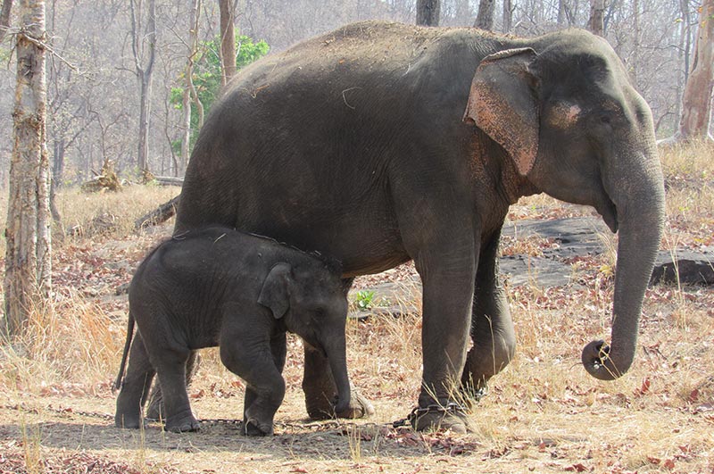 satpura national park