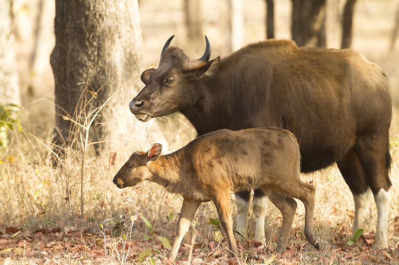 satpura national park